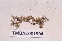 藏品(亞太羽苔)的圖片